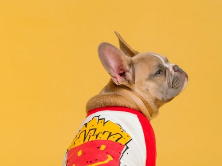 French Bulldog wearing a colorful shirt against a yellow background.